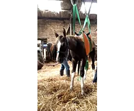 Tout - Sangles levage animaux Sangle de levage animaux - 8 boucles cousues - sur mesure